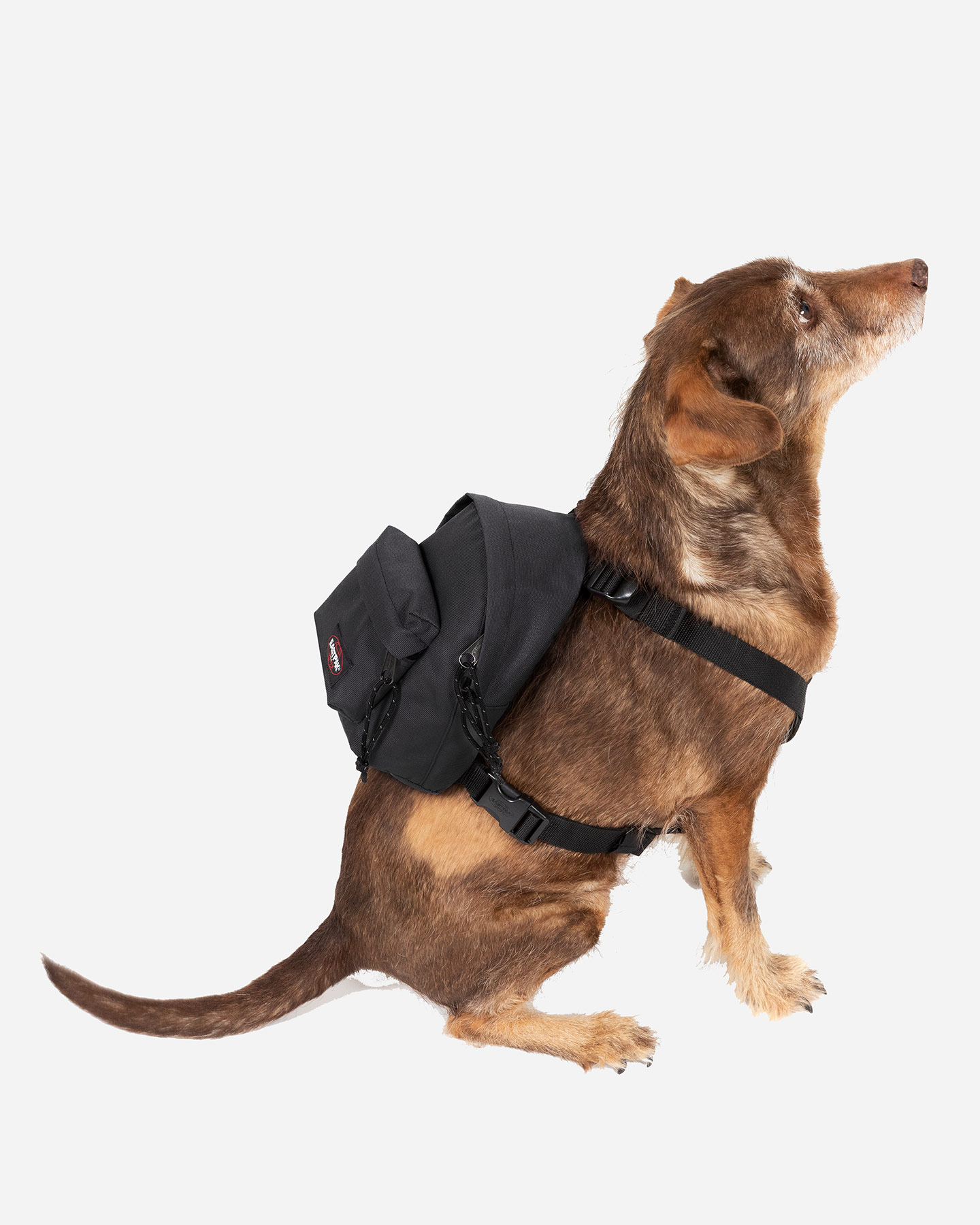 Zaino EASTPAK DOG PAK'R  - 4 | Cisalfa Sport