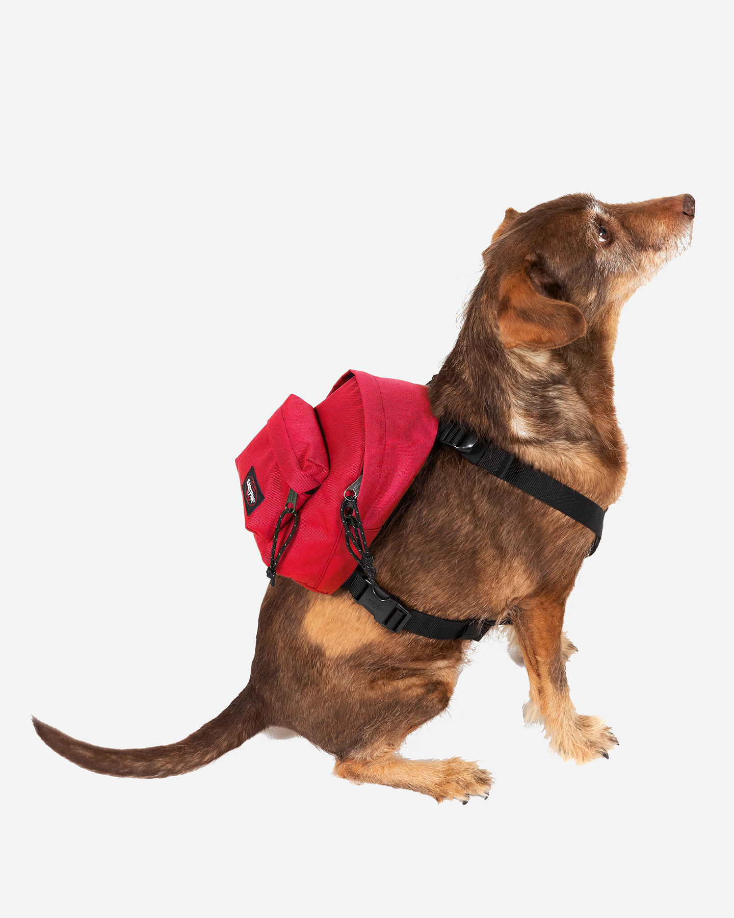 Zaino EASTPAK DOG PAK'R  - 3 | Cisalfa Sport